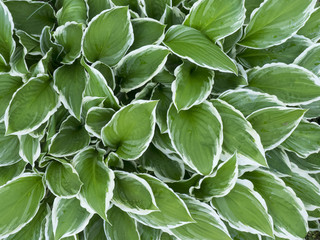 Leaves with a white border