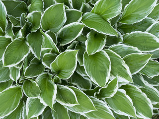 Leaves with a white border