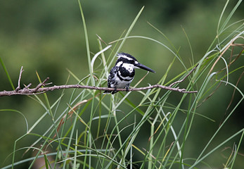 beautiful pied king fisher on a tree branch