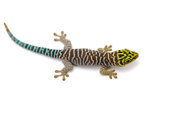 Standings day gecko sits on hands isolated on white background