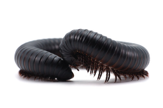 millipede isolated on white background
