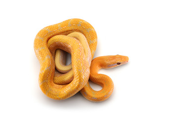Rat snake albino isolated on white background