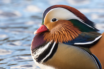 mandarin duck on a background