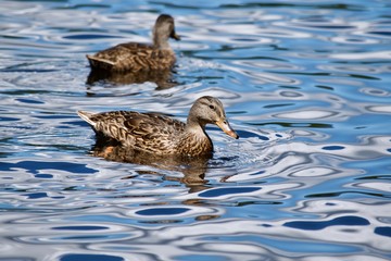 Fototapeta premium Duck in Water