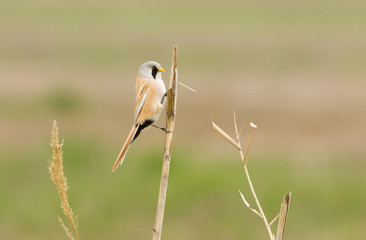 Bearded reedling (Panurus biarmicus) sits on the reed, Kalmykia, Russia 