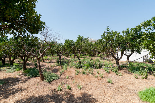 Agrumeto