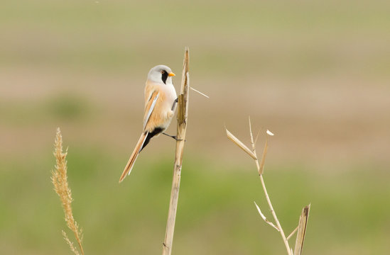 Bearded reedling (Panurus biarmicus) sits on the reed, Kalmykia, Russia 