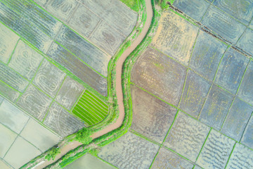 Fototapeta premium Aerial top view photo from flying drone of green rice fields in countryside Land with grown plants of paddy