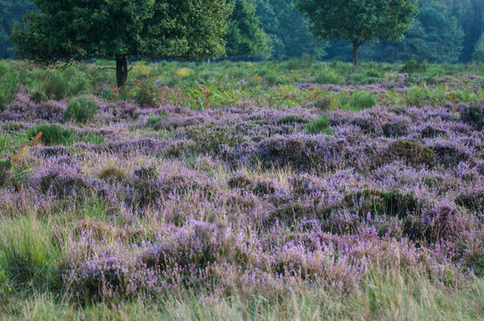 Bilder Durchsuchen 158 Archivfotos, und