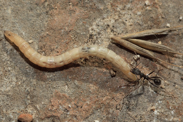 Sicily, Italy, Italia, ant fighting with huge worm