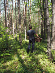 Naklejka na ściany i meble man in the forest is hunting for a mushrooms holding creel - mushroom picking