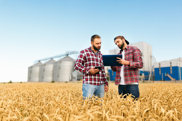 Two farmers stand in a wheat field with tablet. Agronomists discuss harvest and crops among ears of...