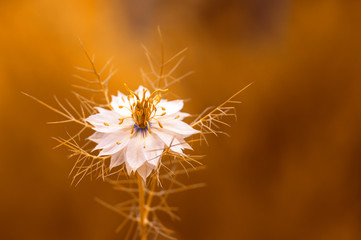 White nigella flower in gold tinting. Beautiful flower in the sunlight.