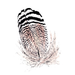 Watercolor bird feather from wing isolated. Aquarelle wild flower for background, texture, wrapper pattern, frame or border.