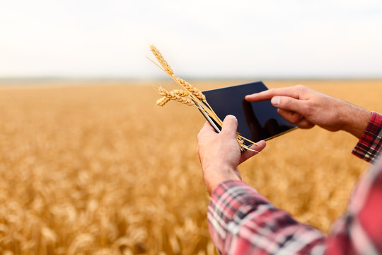 Smart farming using modern technologies in agriculture. Man agronomist farmer with digital tablet computer in wheat field using apps and internet, selective focus