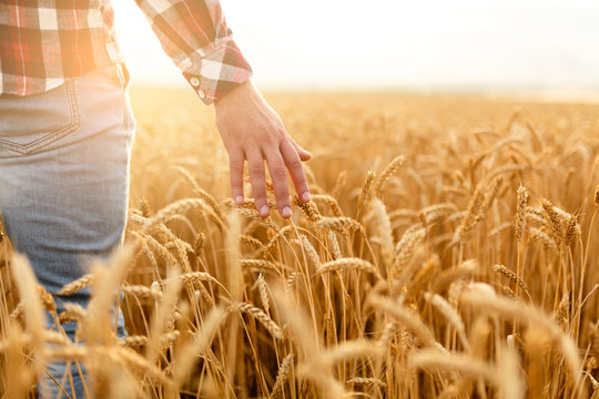 Farmer touching his crop with hand in a golden wheat field. Harvesting, organic farming concept