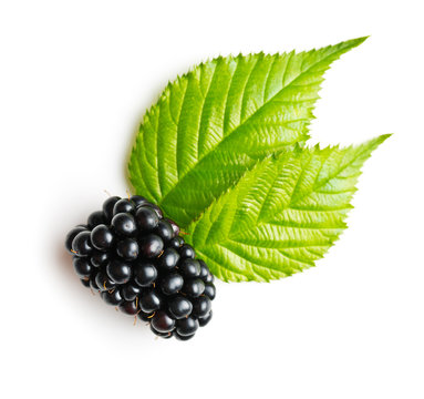 Tasty ripe blackberry.
