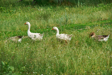 Geese in a village