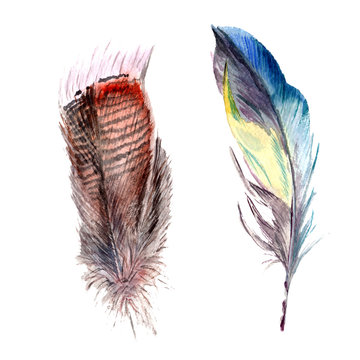 Watercolor bird feather from wing isolated. Aquarelle wild flower for background, texture, wrapper pattern, frame or border.