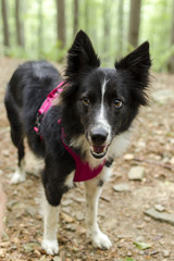 Border collie