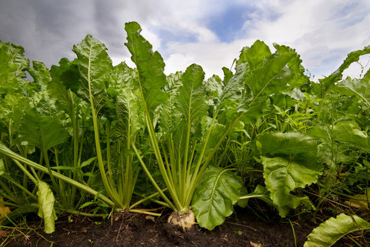 Row of sugar beet under dark clouds, seen from a low point of view