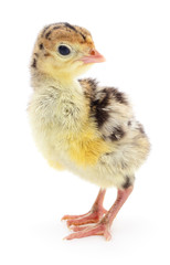 Chicken turkey isolated