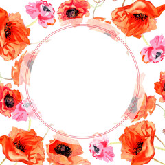 Wildflower poppy flower frame in a watercolor style. Full name of the plant: poppy. Aquarelle wild flower for background, texture, wrapper pattern, frame or border.