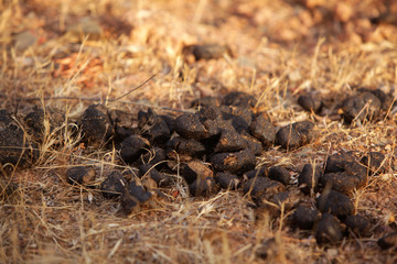 Horse Poop in a dry yellow dry filed, dung, natural fertilizer