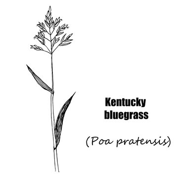 Kentucky bluegrass. Hand drawn sketch botanical illustration. Medical herbs