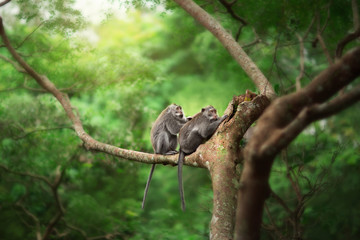 Two monkey stting top on tree branch, in forest. Natural wildlife