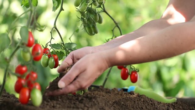 Hands work The soil of cherry tomatoes cure the vegetable garden