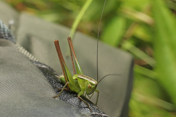 Grasshopper