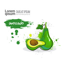 Avocado Hand Drawn Watercolor Fruit On White Background With Copy Space Vector Illustration