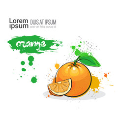 Orange Hand Drawn Watercolor Fruit On White Background With Copy Space Vector Illustration