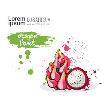 Dragon Fruit Hand Drawn Watercolor On White Background With Copy Space Vector Illustration
