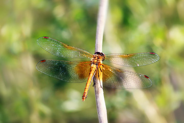 Dragonfly