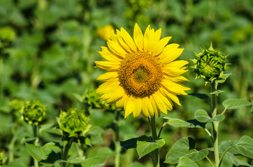 Ripe and unripe sunflowers