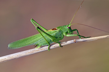 Grasshopper