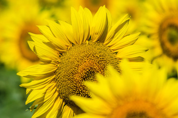 Obraz premium Yellow beautiful sunflowers