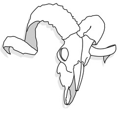 skull-hand drawn illustration