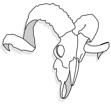 skull-hand drawn illustration
