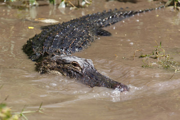 Florida, USA,  Everglades, Aligators, crocodiles and birds, fishing