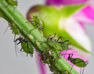 Makro Aufnahme - Blattläuse mit ihren Eiern am Stängel einer Blume 