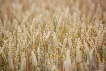 Wheat field. Ears of wheat close up. Background of ripening ears of meadow wheat field. Rich harvest concept.