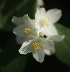 jaśmin - piękne białe kwiaty na gałęzi
