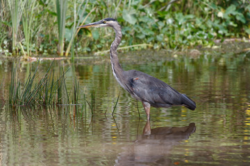 Florida, USA,  Everglades, Aligators, crocodiles and birds, fishing