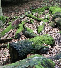 Alte Stämme im Wald, Holz,Moos