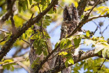 owl watching