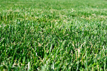 Green grass texture field