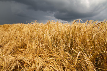 Fototapeta na wymiar Barley crop flattened by wind and rain under a dark sky